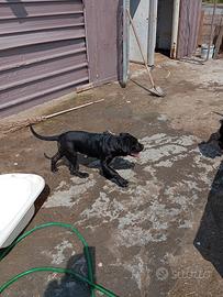 Cane corso
