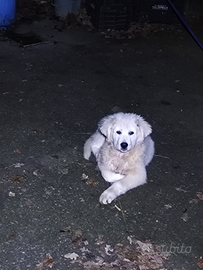 Cuccioli di pastore maremmano