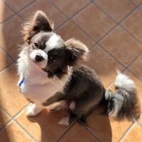 Chihuahua stallone