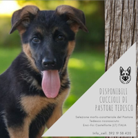 Disponibili cuccioli di Pastore Tedesco