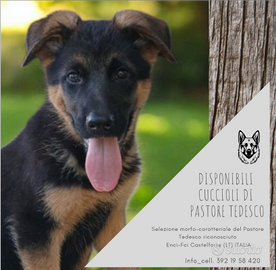 Disponibili cuccioli di Pastore Tedesco
