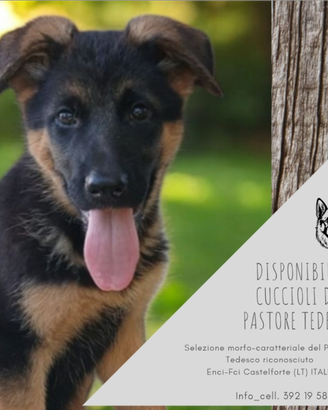 Disponibili cuccioli di Pastore Tedesco