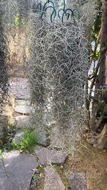 Tillandsia