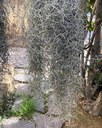 Tillandsia
