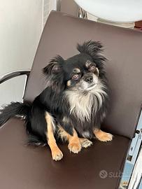Chihuahua pelo lungo maschio per accoppiamento