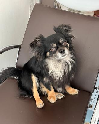 Chihuahua pelo lungo maschio per accoppiamento
