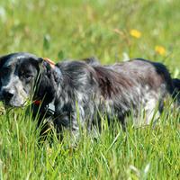 Setter Inglese pronta caccia