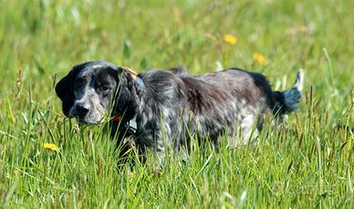 Setter Inglese pronta caccia