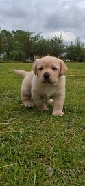 Cuccioli di labrador retriever