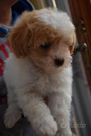 Barboncino toy particolor