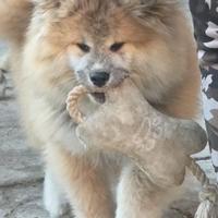 Cucciolo Akita Inu pelo lungo