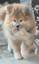 Cucciolo Akita Inu pelo lungo