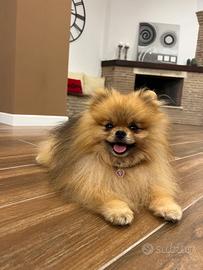 SPITZ di Pomerania Linea Americana per monta
