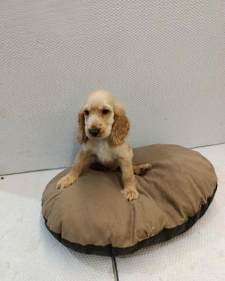 Cuccioli di cocker spaniel