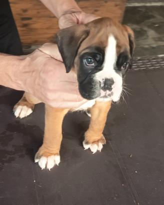 boxer