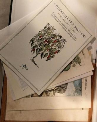 tavole botaniche