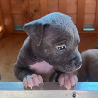 Cuccioli amstaff blu