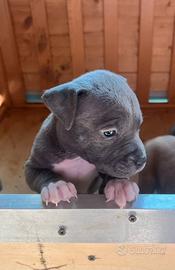 Cuccioli amstaff blu