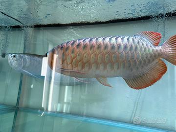Arowana