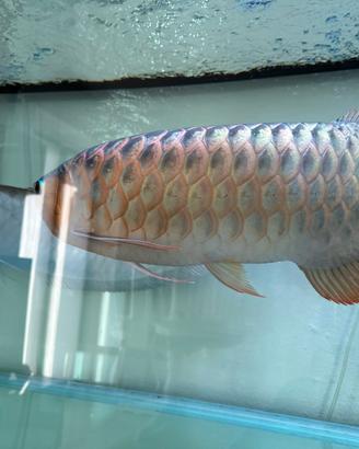 Arowana
