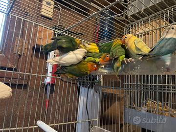 Inseparabili Brescia