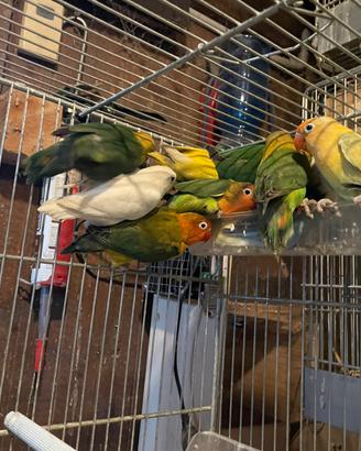 Inseparabili Brescia