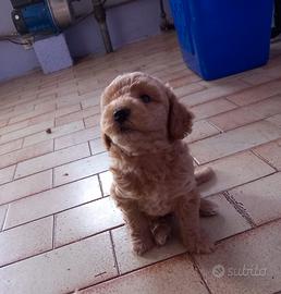 Cuccioli maltipoo