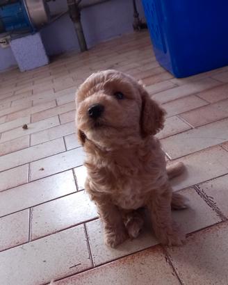 Cuccioli maltipoo