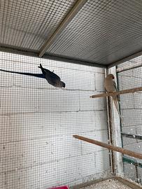 Parrocchetti dal collare