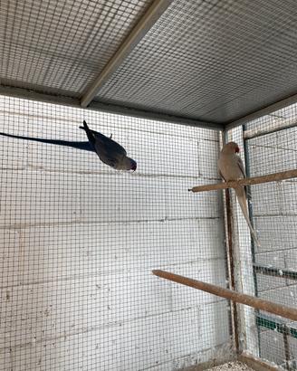 Parrocchetti dal collare