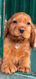 Cocker spaniel inglese