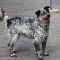 Luna cagnolina meticcia