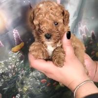 Cuccioli di Barboncino