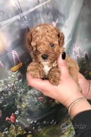 Cuccioli di Barboncino