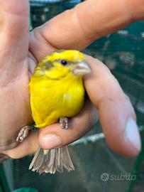 Canarini ventre bianco (Crithagra Dorsostriatus)