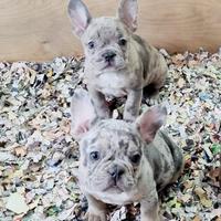 Bouledogue francese bulldog cuccioli