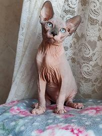 Sphynx maschietto