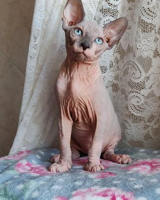 Sphynx maschietto