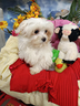 piccoli-cuccioli-maltese-taglia-piccola-e-toy