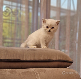 British shorthair e longhair