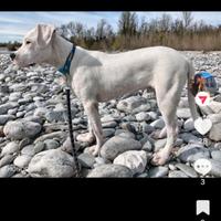 Cucciolo Dogo argentino di 7 mesi