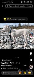 Cucciolo Dogo argentino di 7 mesi