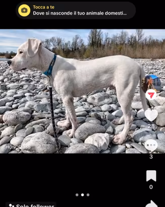 Cucciolo Dogo argentino di 7 mesi