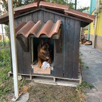 Cuccia taglia grande