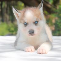 Cucciolo maschio di Husky bianco e rosso