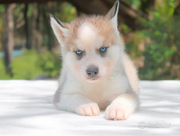 Cucciolo maschio di Husky bianco e rosso
