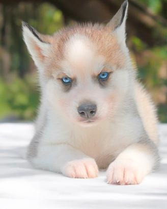 Cucciolo maschio di Husky bianco e rosso