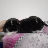 Conigli minilop cuccioli maschi e femmine
