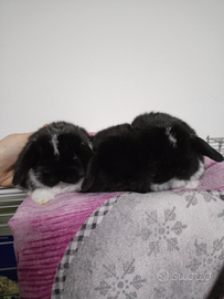 Conigli minilop cuccioli maschi e femmine