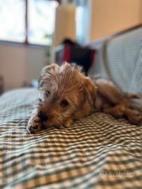 Cucciolo maschio di maltipoo